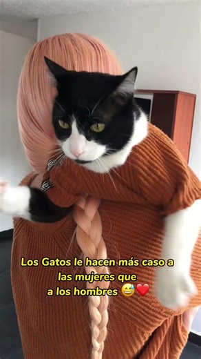 curiosidades de los gatos #gatos #curiosidades #cat