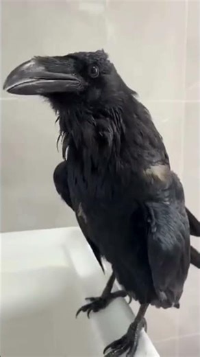 Is Owning a CROW Really ILLEGAL in the US? 🚨😳, (Why Owning a Crow Is ILLEGAL in the U S !) 😳🚨 mp4