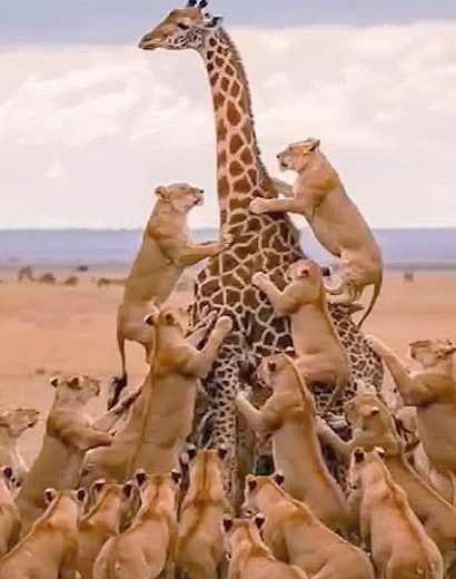 89K views · 875 reactions | 22 Incidents of Animals Attacking Other Animals Violently Caught on Camera vs | Mikecrack - Fans - Legend of Knight | Facebook