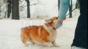Woman owner playing with a Pembroke Welsh Corgi close-up. Dog corgi is playing and biting the ball among the snow in the park. Dog training and teaching new commands.