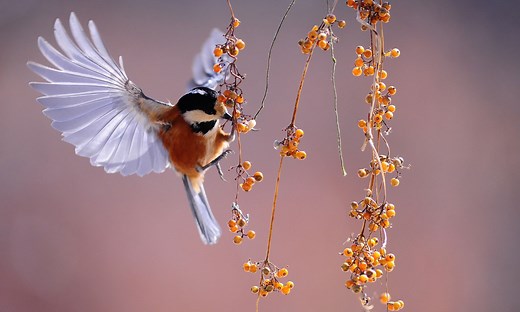 Martha Snell Nicholson: Praises in Poetry - West Park Baptist Church