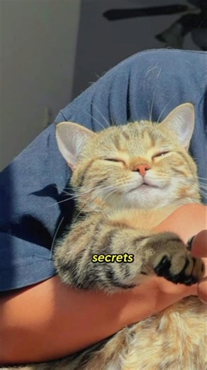 How Good Is Your Cat’s Memory?😳 #cat #shorts