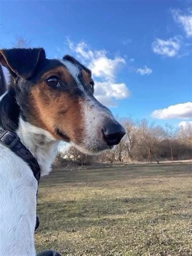 Please help our current dog by donating to Smooth Fox Terrier Rescue at: SmoothFoxTerrierNation.com We are short a few hundred dollars for vet care with one of our current rescues. Please consider a small donation. Without your help, we won't be able to help more dogs. 🦊🐕⭐️🎁 Donate at: SmoothFoxTerrierNation.com Thank you. | Smooth Fox Terrier Rescue