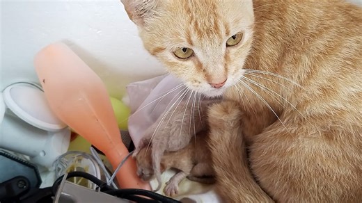 Anak Kucing - tahan tawa   5 menit video tingkah lucu kucing bikin ngakak - kumpulan video lucu
