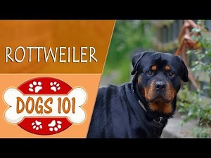 Dogs 101 - ROTTWEILER - Top Dog Facts About the ROTTWEILER