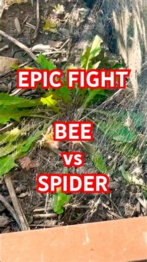 Epic fight Bee vs Spider !