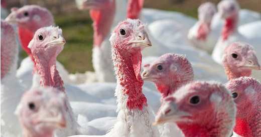 Can Dogs Eat Turkey Necks? Benefits, safe feeding, and more