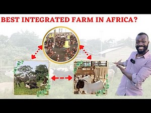 A TOUR OF OUR 18 ACRE INTEGRATED FARM | Farming In Africa