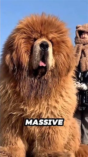 This Lion-Like Dog Can Fight Off Wolves?! 😳🐶