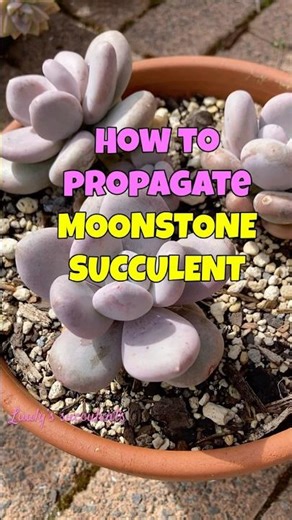 How to propagate Moonstone succulents from leaves- Nhân giống sen đá sỏi từ lá #senda #succulent