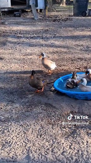barnyard flock#ducksplaying#chickens#turkeys#duckbufont