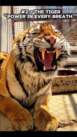 🦁🔥 TOP 5 ROARERS OF THE WILD