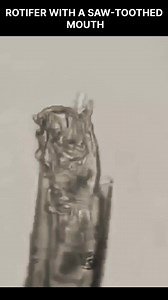 42K views · 184 reactions | Rotifer with a Saw-Toothed Mouth #rotifer #microscopy #biology #nature #science #animals #zoology #microbiology | ScienceDawn | Facebook