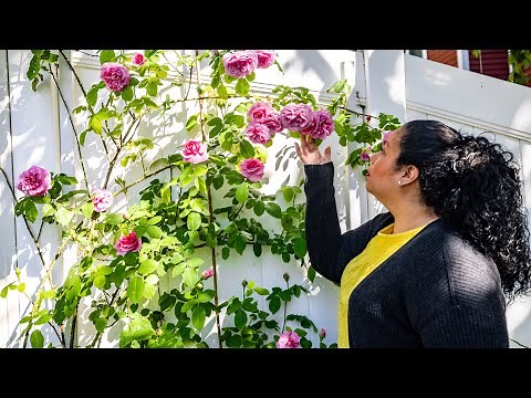Rose Garden Tour 2022 | David Austin Roses