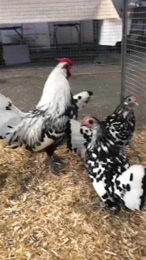 The Hamburg chicken originated in Europe, particularly in Germany and the Netherlands, dating back several centuries. It’s one of the oldest known chicken breeds, often kept for both ornamental and practical purposes. | Jeremiah jonah