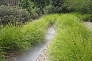 TANIKA® Lomandra is a reliable, tough and beautiful landscape plant