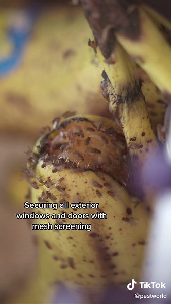 Effective Ways to Prevent Fruit Flies Infestation