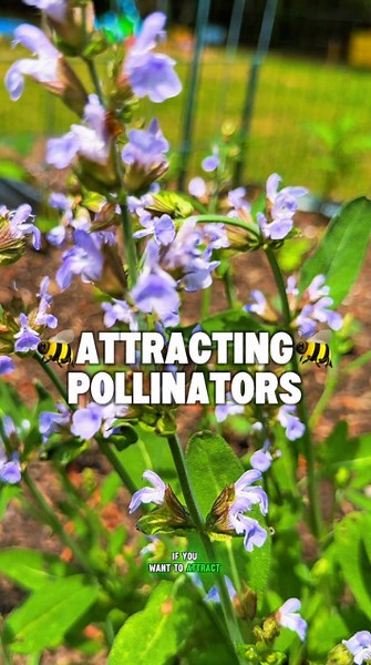 Best flowers to plant for a thriving pollinator garden