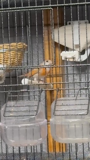 tarin de venezuela Double diluée 21/10/2024 | Réda Staouéli