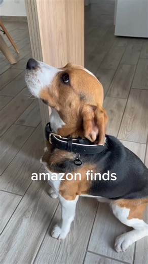 Amazon finds - dog edition ♥️ | Murgigio