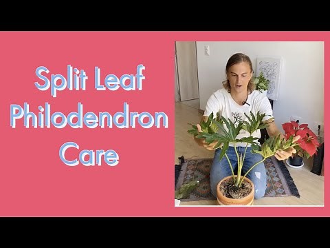 Split Leaf Philodendron Plant Care