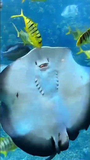 Stingray eats fish in front of people