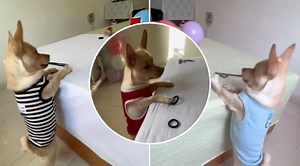 Doggy Target Shooting: Unbelievable Videos Of A Dog Mastering Hair Tie Archery