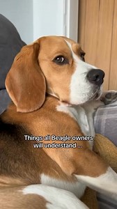 All Beagle Owners Will Understand 😆 •⁣⁣⁣⁣⁣⁣⁣⁣⁣⁣⁣⁣⁣⁣⁣⁣⁣⁣⁣⁣⁣⁣⁣⁣⁣⁣⁣⁣⁣⁣⁣⁣⁣⁣⁣⁣⁣⁣⁣⁣⁣⁣ 🎥 thecodychronicles #beagle | Beagle Lovers