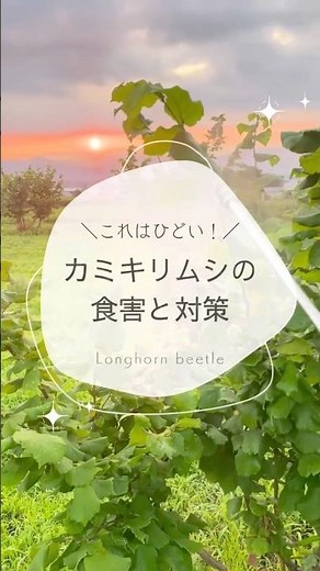 ブルーベリーやヘーゼルナッツのカミキリムシ被害と対策