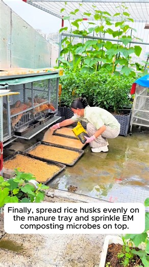 Using chicken manure as fertilizer #urbangardening #gardeningistherapy #gardeninggoals #homegardening #gardeninspiration | Daily Garden Life