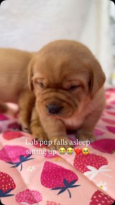 126K views · 5.7K reactions | Any guesses what he’s dreaming about??凉凉凉 This moment literally made my day. Puppies provide so much joy. I just love how he was comforted once I started petting him. Maybe that’s all he needed.凉 This is one of our fox red pups after an afternoon of playtime. He just was all tuckered out. #foxredlabpuppy foxredlabrador #foxredlablive #englishlabpuppy #englishlabrador | The Happiest Labrador | Facebook