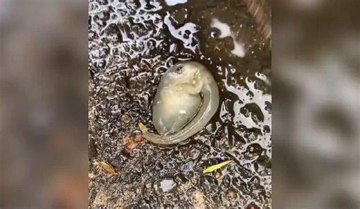 Viral Video of Mysterious Alien Creature Leaves Netizens Baffled, Here's What They Guessed