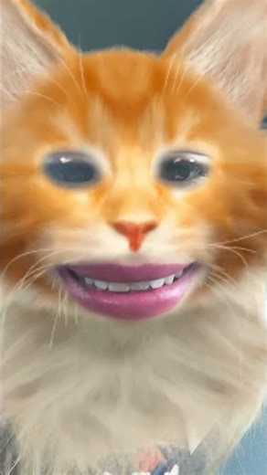 Cat does not wear hats… Lady CC has her book on Barnes and Noble bookstores online Lady CC Diary