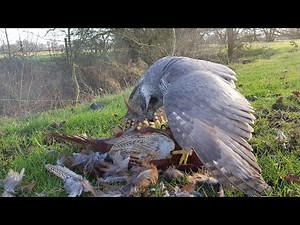 Goshawk - Hunting Pheasants