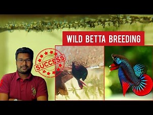 ~Wild Betta Fish~ Breeding in Tamil | 💯 Easy & Successful Method !!!