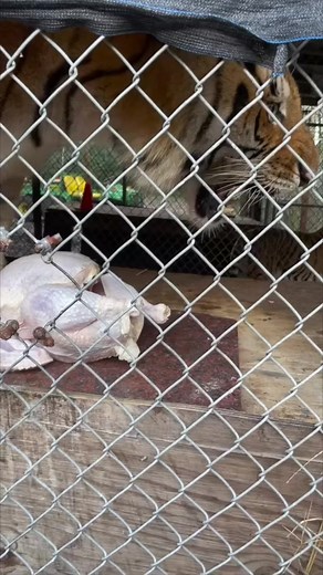 19K views · 352 reactions | Tiger protecting his dinner #tigers #bigcats #dinnertime #animalrescue | The CARE Foundation | Facebook