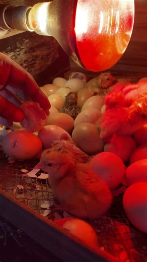 Heat bulb Incubator hatching result start #share