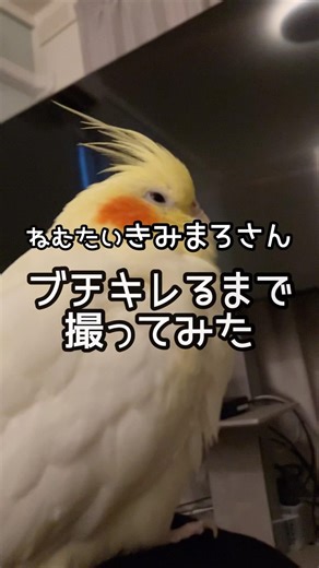 そんな怒んないでくれよ…#オカメインコ #ペット #動物 #fyp
