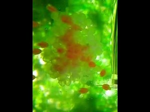 Watch pleco eggs hatch | Real-Time breeding clip