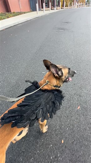 62 reactions · 5 comments | Potato dressed up for Emma’s Halloween Parade! #hallowen #dogcostume #flyingmonkeys #dogsofinstagram #bostondogs #northofboston #dogtraining #malinoisofinstagram | Fox Hill Farm & K9 | Facebook