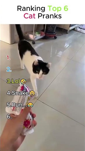 Ranking funniest pranks |#cat #ranked #funny #funnyanimals #shorts #viral #prank #funnypet #pets