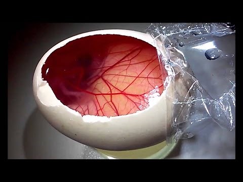 Cómo Crear Un Homúnculo