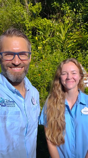 1.5K views · 115 reactions | Dr. Zak and Morgan from Disney Conservation are at Rafiki’s Planet Watch at Disney’s Animal Kingdom Theme Park identifying some of the pollinators visiting the garden as we continue to celebrate #PollinatorWeek ! 曆 One way you can identify pollinators in your garden is by using a nature guide to make sure your garden is tailored to fit their needs. | Disney's Animals, Science and Environment | Facebook