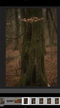 How I Created This Bokeh Panorama In Lightroom | Brenizer Method Tutorial