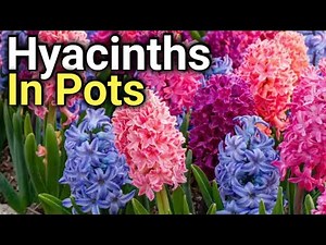 Easy Steps to Grow Hyacinths in Pots at Home