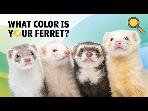Ferret Colors EXPLAINED 🐾 | Complete Ferret Identification Guide