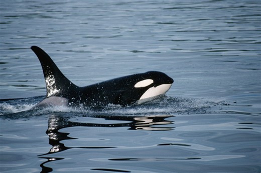 Are there killer whales in UK waters? | Discover Wildlife