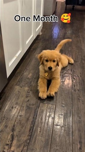 Golden Retriever Transformation l One Month to One Year #shorts #shortsfeed #dog #goldenretriever