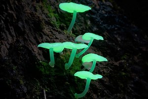 This Björk-narrated fungi documentary will make you trip