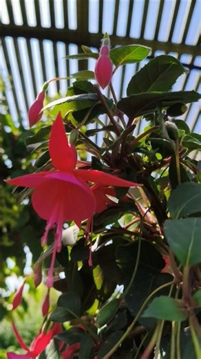 Fuchsia Flowers Growing In a Beautiful Garden